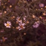 Jasmine Grey cover photo
