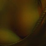 Andreina Deluxe cover photo